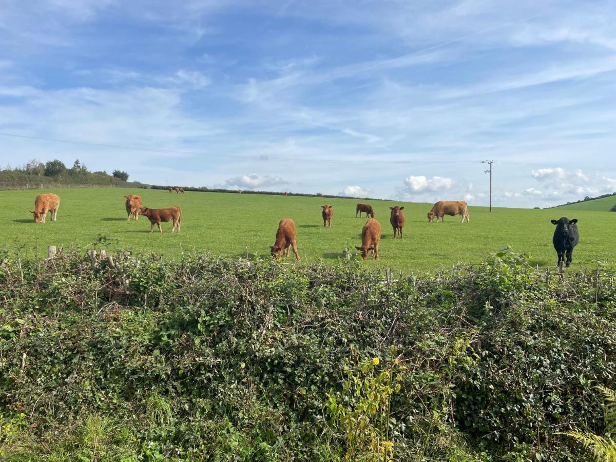 Westerley Country B & B With Exclusive Guest Lounge Buckfastleigh Eksteriør bilde